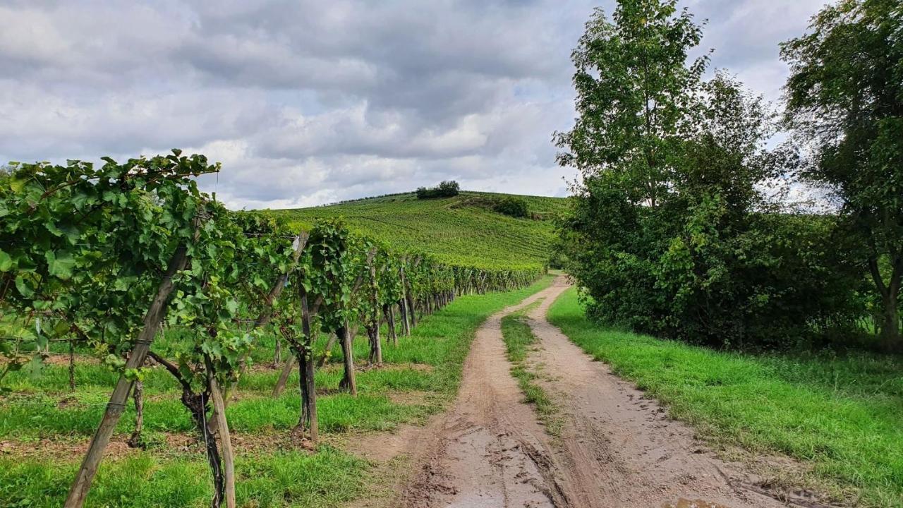 Duplex Le 12 - Appartement Avec Terrasse Dans Le Vignoble - 5 Mn Du Centre De Colmar Wettolsheim Eksteriør bilde